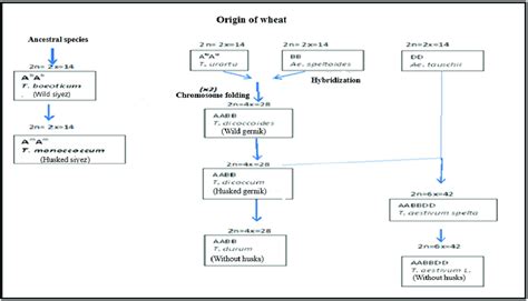 From Wild Wheat to Modern Wheat the Development Process of Wheat ...