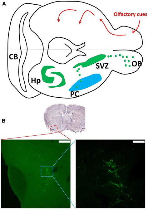 Piriform cortex (PC) neurogenesis. (A) The upper part shows the ...