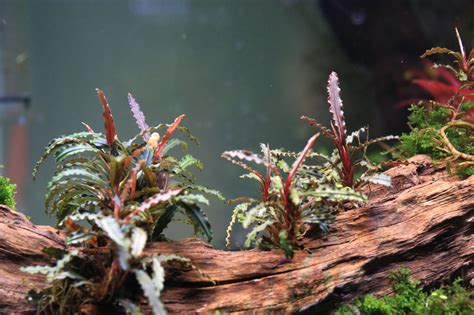 Bucephalandra Belindae | Buce Plant