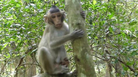 A Monkey on the tree very cute - Animals on Earth - YouTube