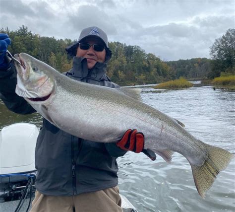 Michigan Weekly DNR Salmon Fishing Report | Manistee River Tippy Dam