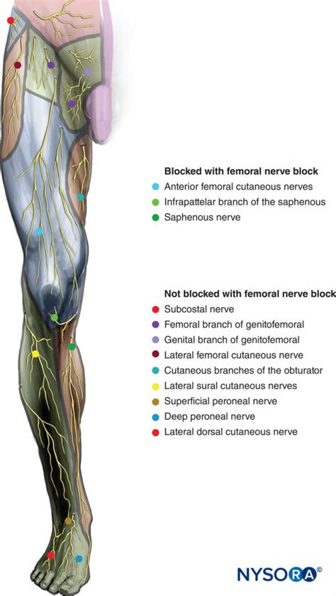 regional-anesthesia-sensory-innervation-of-the-femoral-nerve-and-distribution-of-anesthesia-with ...