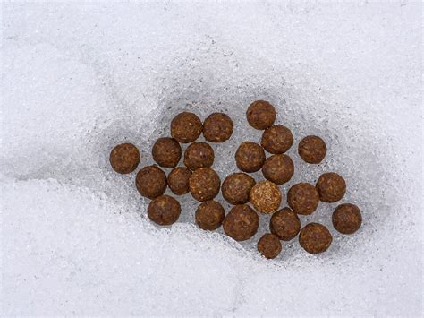Brown and round | Droppings of a European hare on spring sno… | Juha Haataja | Flickr
