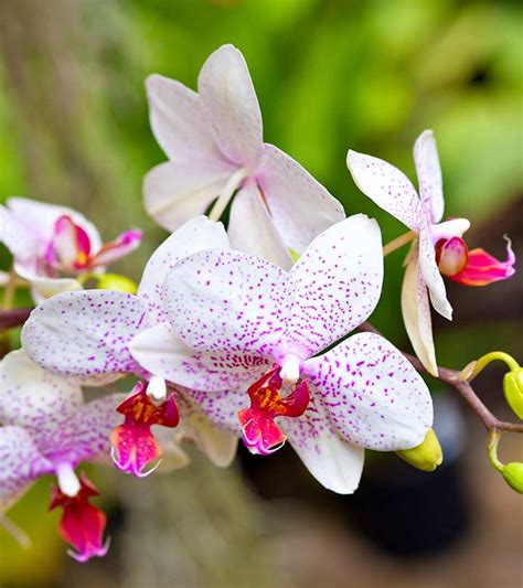 Top 25 Beautiful Orchid Flowers