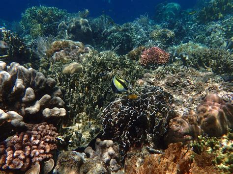 Coral Reef in Bunaken National Park, Manado, Indonesia taken using olympus tough tg-3 camera ...