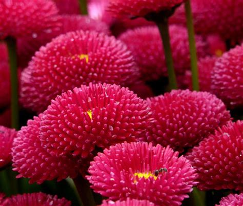 Daisy English Bellis Perennis Seeds