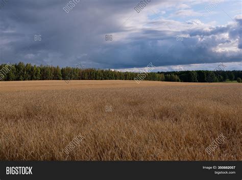 Rye Field Sunset Light Image & Photo (Free Trial) | Bigstock