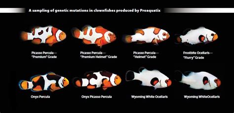 A selection of clownfish species reared by Proaquatix which exhibit ...