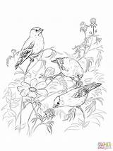 Eastern Goldfinch Coloring Page Sketch sketch template