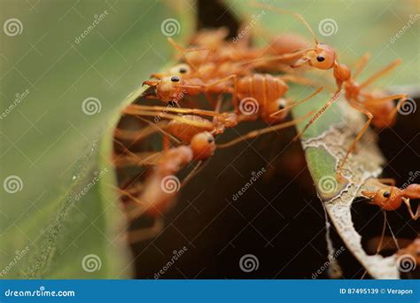 Ants building the nest. stock image. Image of ants, horizontal - 87495139