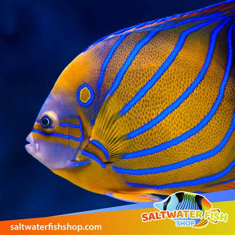 Angelfish For Sale Saltwater Angelfish For The Home Aquarium