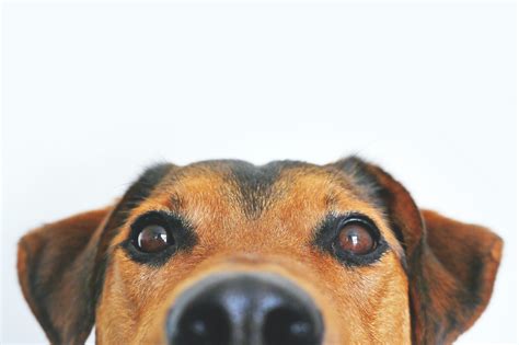 Folliculitis In Dogs | Symtpoms, Treatment & Prevention