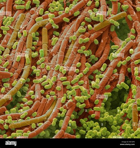 Soil bacteria, SEM Stock Photo - Alamy