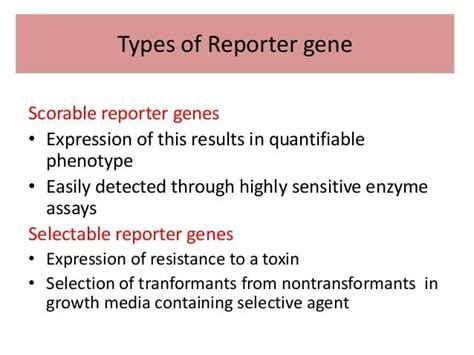 reporter gene