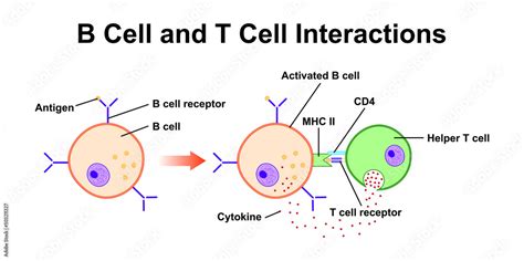 B Cell And T Cell Interaction in Immune System. Colorful Symbols ...