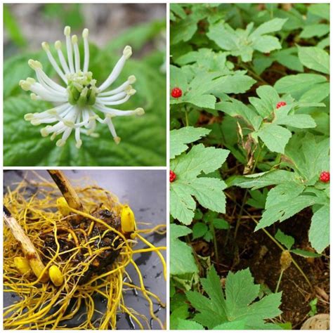 100 Goldenseal Plant Bare Roots Hydrastis Canadensis Organic | Etsy