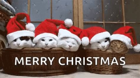 Holidays Happy Holidays GIF - Holidays HappyHolidays Cats - Discover ...