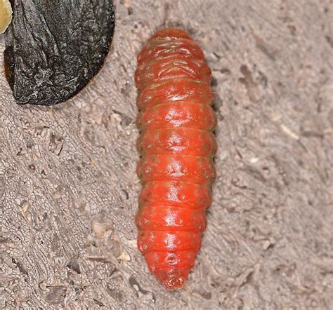 Yucca moth larva, dorsal - BugGuide.Net