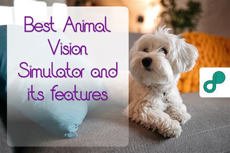 Best Animal Vision Simulator App and details