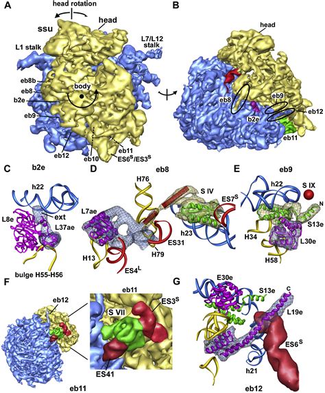 Structure of the Mammalian 80S Ribosome at 8.7 Å Resolution: Structure