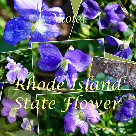 Violet: Rhode Island State Flower. ©Photo copyright by Marty Nelson. You may use without ...