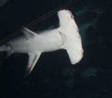 Hammerhead Shark - Description, Habitat, Image, Diet, Interesting Facts