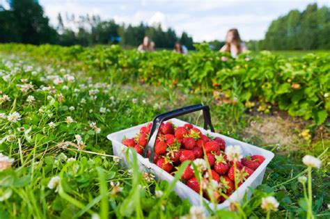 Strawberry Picking Near Me: 13+ Best Georgia Farms w/ the Juiciest Berries (2024)