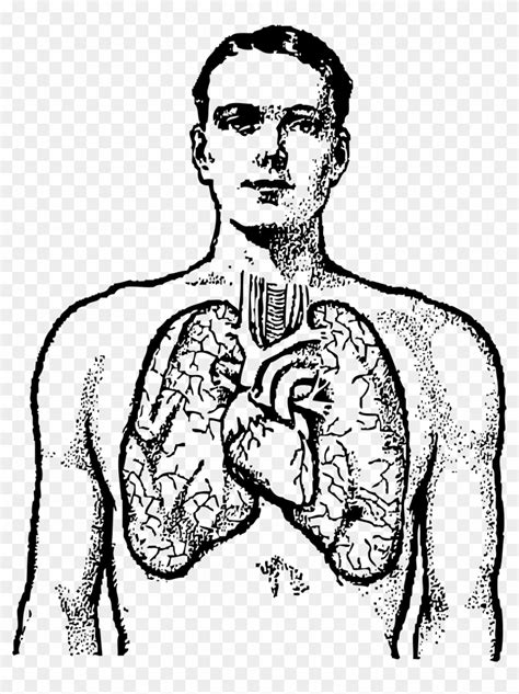 lungs outline drawing - Clip Art Library - Clip Art Library