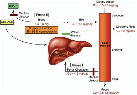 Figure 2 from New developments in the regulation of intestinal copper absorption. | Semantic Scholar