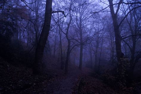 274 | Dark forest aesthetic, Sky aesthetic, Spooky purple aesthetic