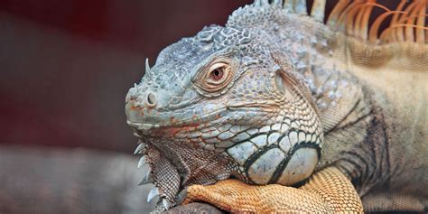 The Iguana Diet, Explained