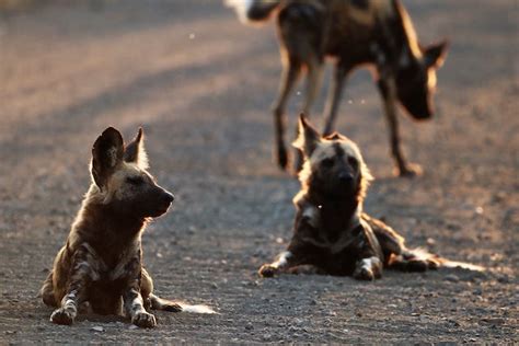 Animals of the Kruger National Park: What to expect