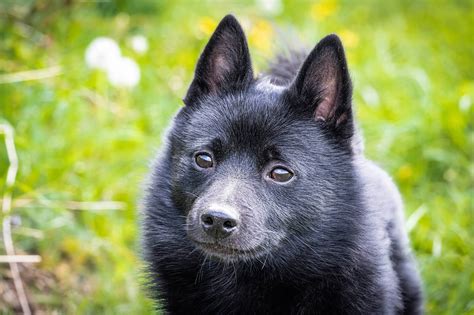 Can A Australian Shepherd And A Schipperke Be Friends