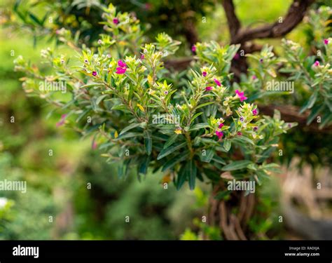 Flowers Xochimilco Canal Stock Photo - Alamy