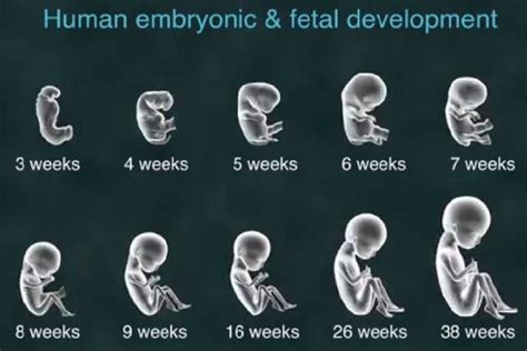 How does pregnancy begin?: 3 Weeks Pregnant