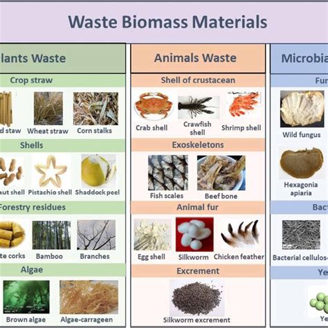 Classification of waste biomass. | Download Scientific Diagram