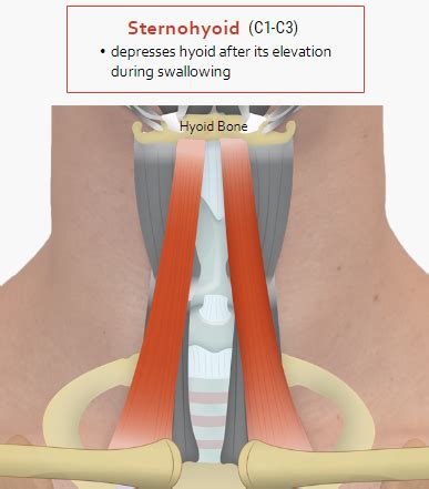 U.Br.Columbia - Drawing Sternohyoid muscle - English labels | AnatomyTOOL