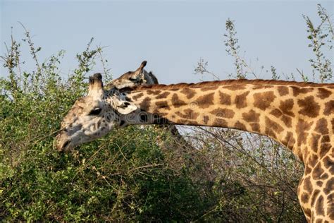 Close-up of a Huge Giraffe Eating in the Bush Stock Photo - Image of ...