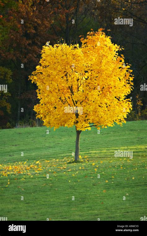 WISCONSIN Kenosha County Single small maple tree with bright yellow ...