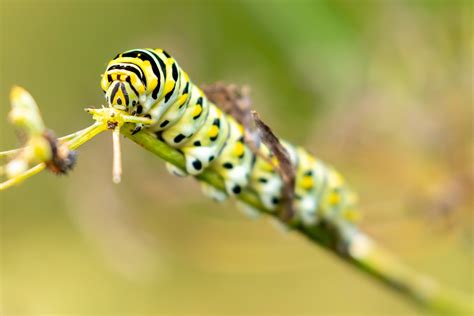 Investigating Black Swallowtail Caterpillars' Behavior - Lewis Ginter Botanical Garden