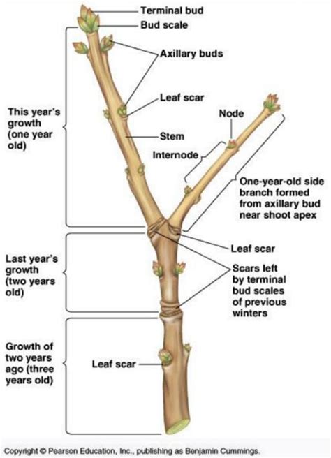 Terminal Bud Of Tree