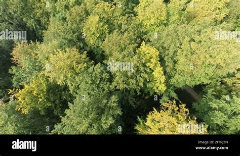 Flying over a deciduous forest in Central Europe Stock Video Footage - Alamy