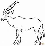 Springbok Coloring Pages Coloring Pages sketch template