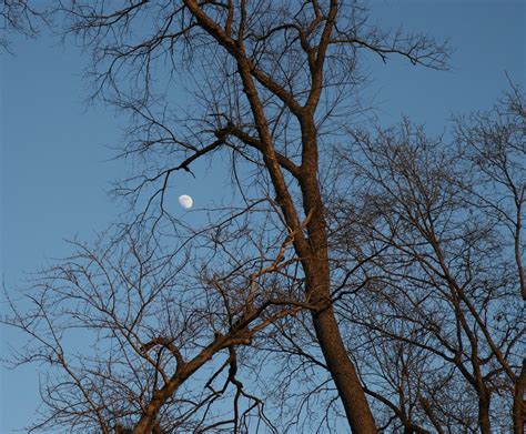 Winter Moon Free Photo Download | FreeImages