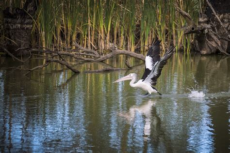 Nearmap partners with The Nature Conservancy Australia