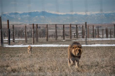 An Unlikely Home for Rescued Lions, Tigers, and Bears