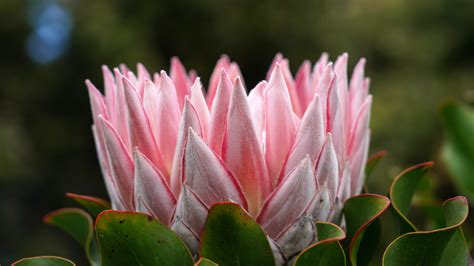 South Africa's pride and joy: Fascinating facts about the protea flower