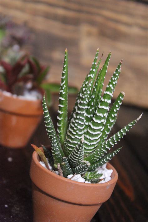 Zebra plant succulent in 2 pot | Etsy