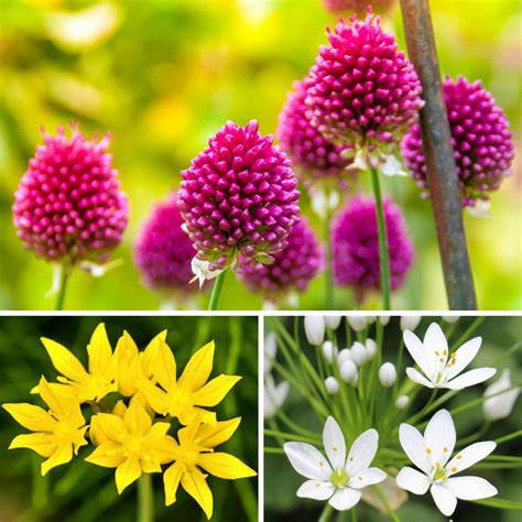 Mixed Color Allium Bulbs for Sale | Garden Sprinkles Collection – Easy To Grow Bulbs