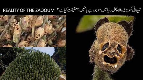 Reality of the tree of zaqqum | Zaqqum ke darakht ki haqeeqat | Hindi/Urdu - YouTube